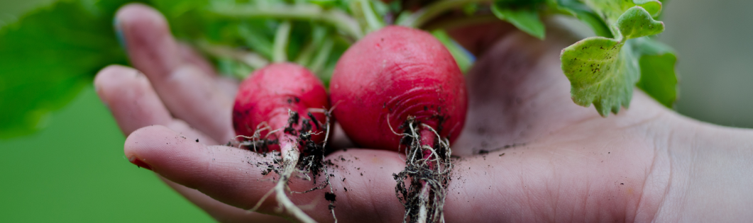 Moestuinierders gezocht